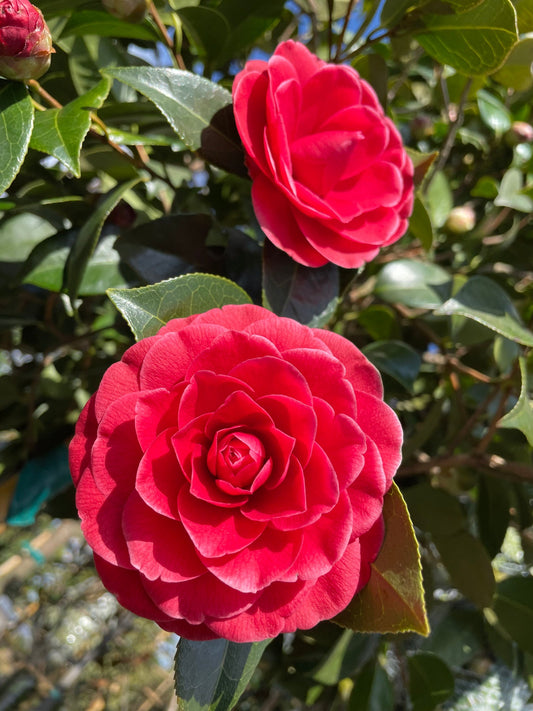 Camellia japonica 'Black lace' 3/4 standard trees (140-160cm clear stem)