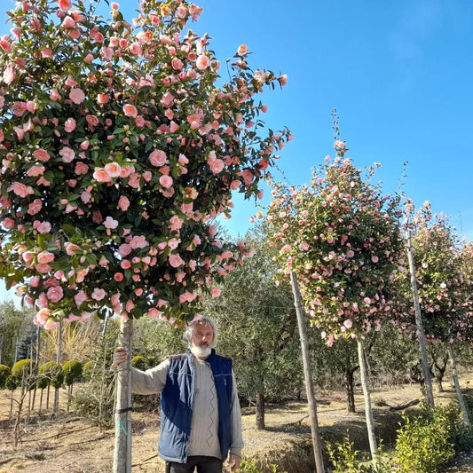 Cameillia sasanqua 'Cleopatra' - Standard trees