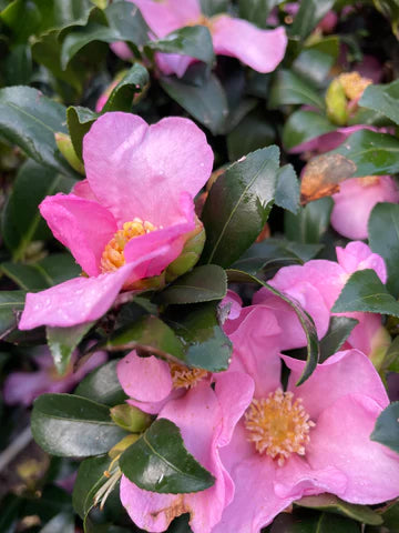 Cameillia sasanqua 'Cleopatra' - 1/2 Standard trees