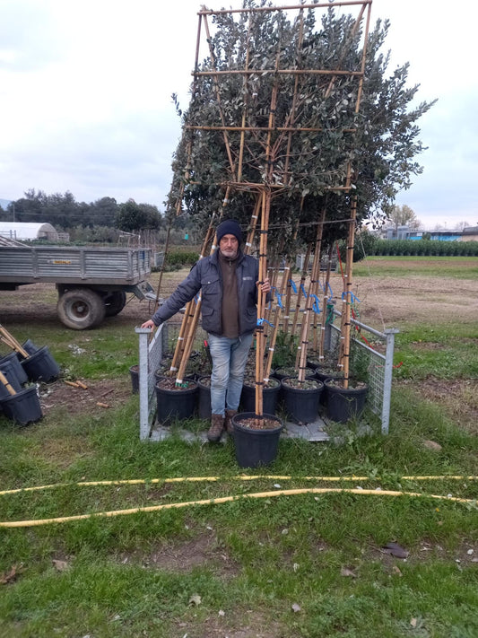 Feijoa sellowiana - Pleached