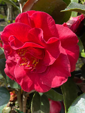 Cameillia japonica 'Gran sultano' - Standard trees (180-200cm clear stem)