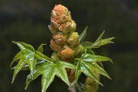 Liquidambar styraciflua - Pleached