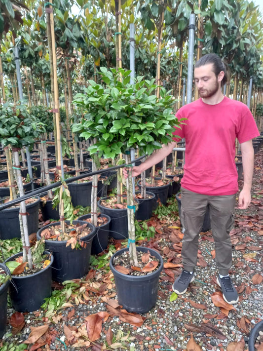 Camellia japonica 'snowball' 1/2 Standard trees