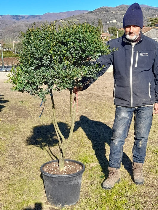 Ilex  crenata 'Kimne'