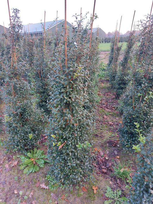 Osmanthus Burkwoodi hedging