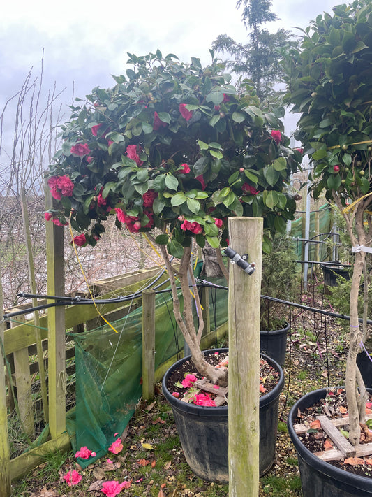 Camellia japonica 'Black lace' multistem