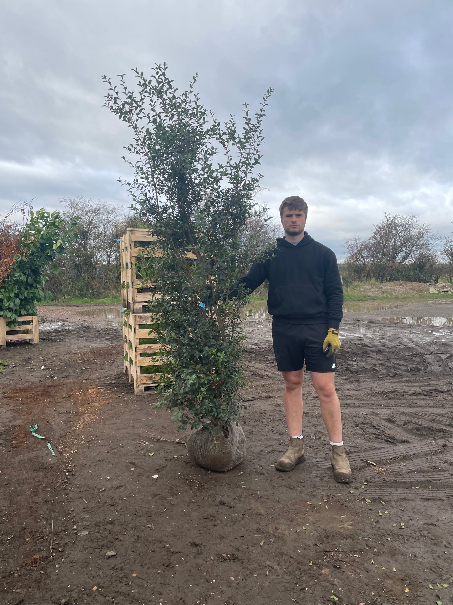 Osmanthus Burkwoodi hedging