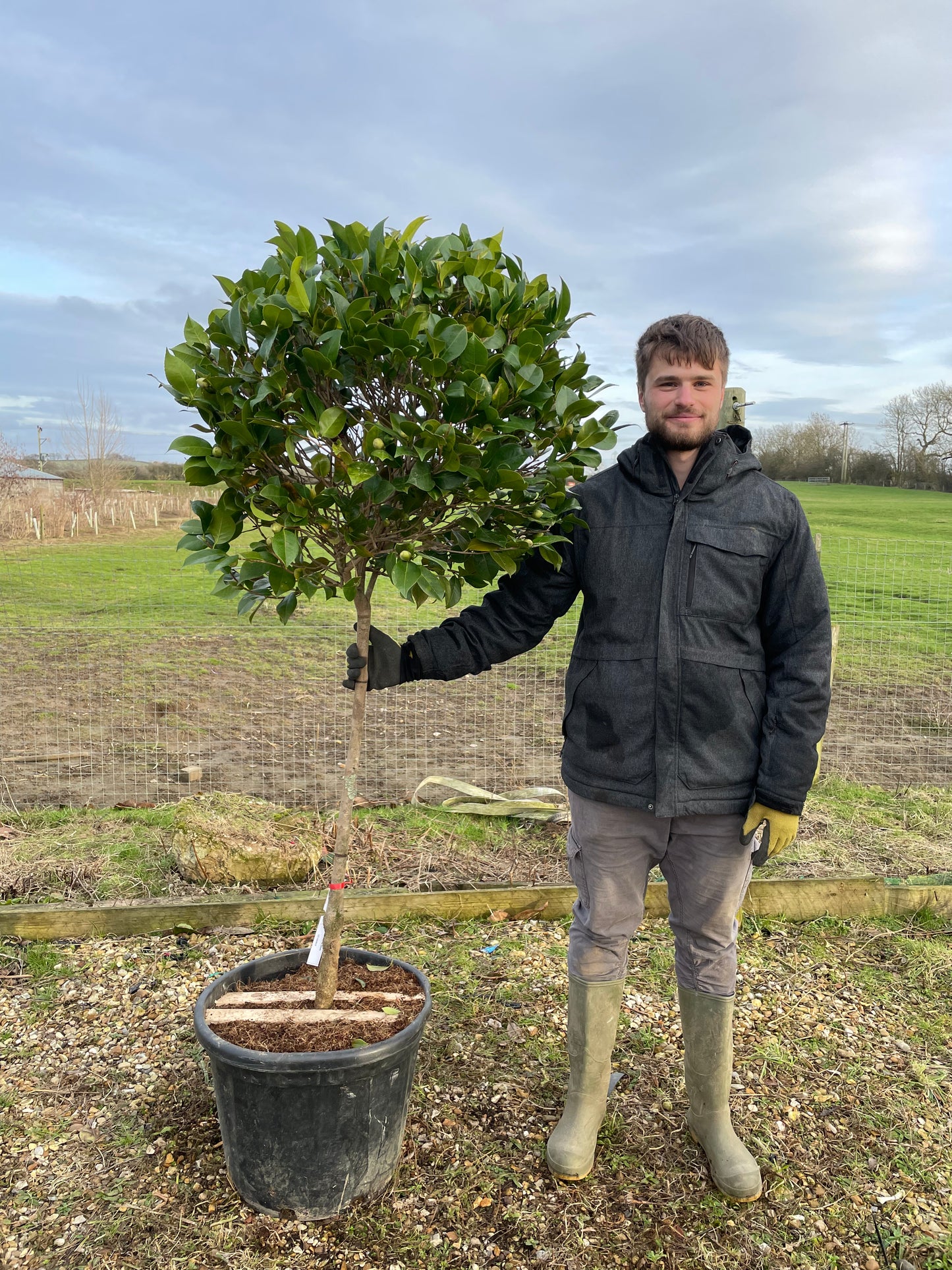 Camellia japonica 'Te Deum' 1/2 standard trees (90-110cm clear stem)