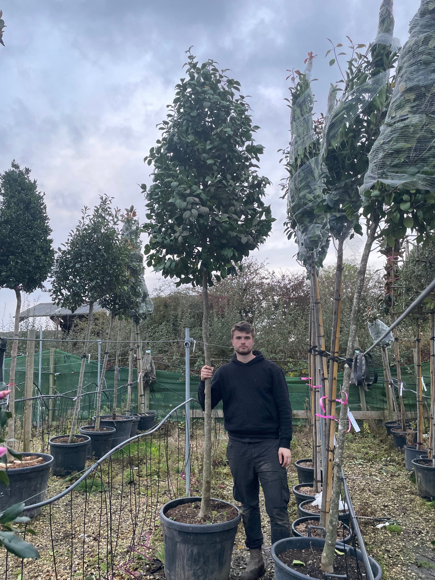 Cameillia japonica 'Gran sultano' - Standard trees (180-200cm clear stem)