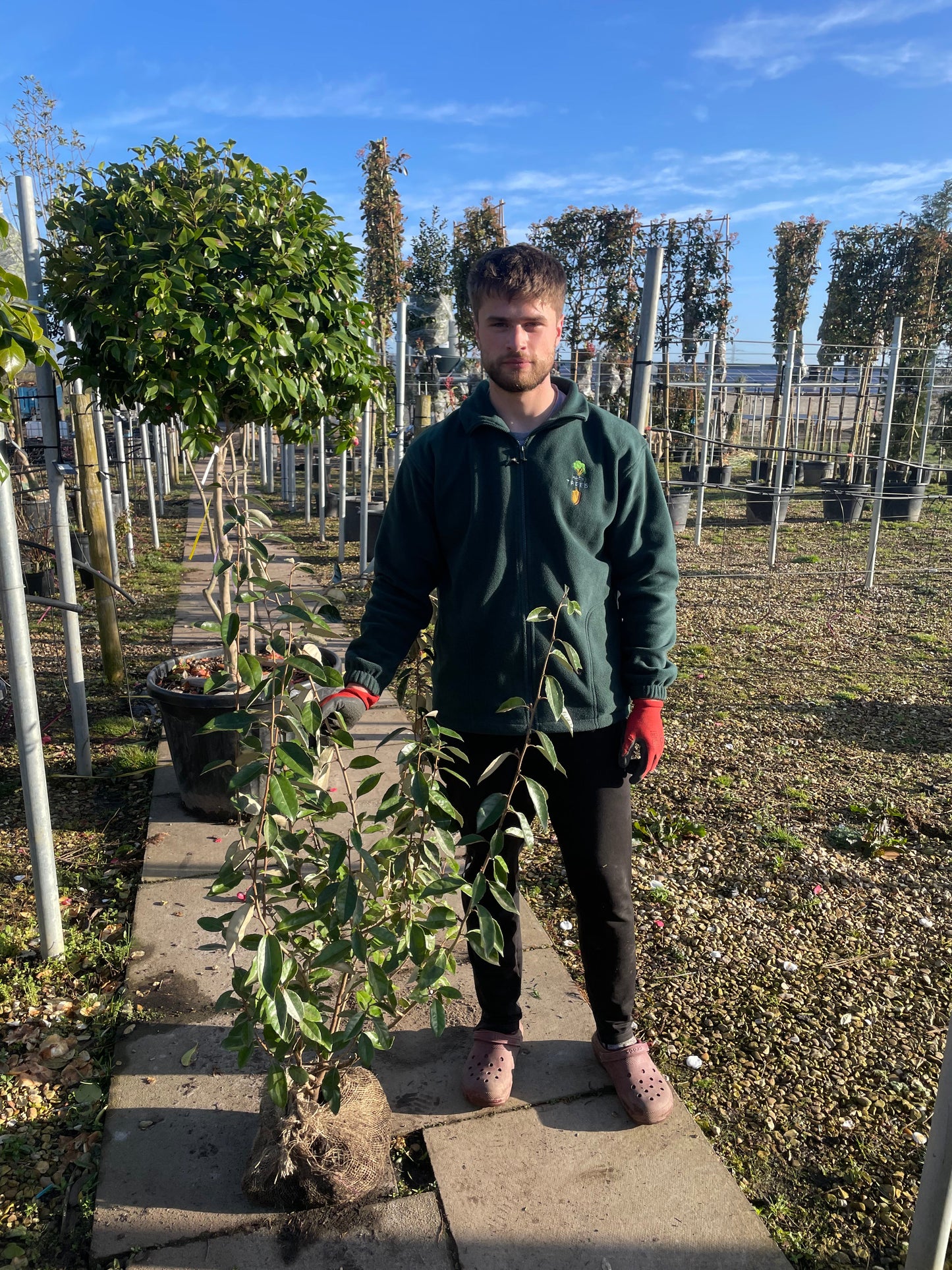 Eleagnus x Ebbingei Hedging