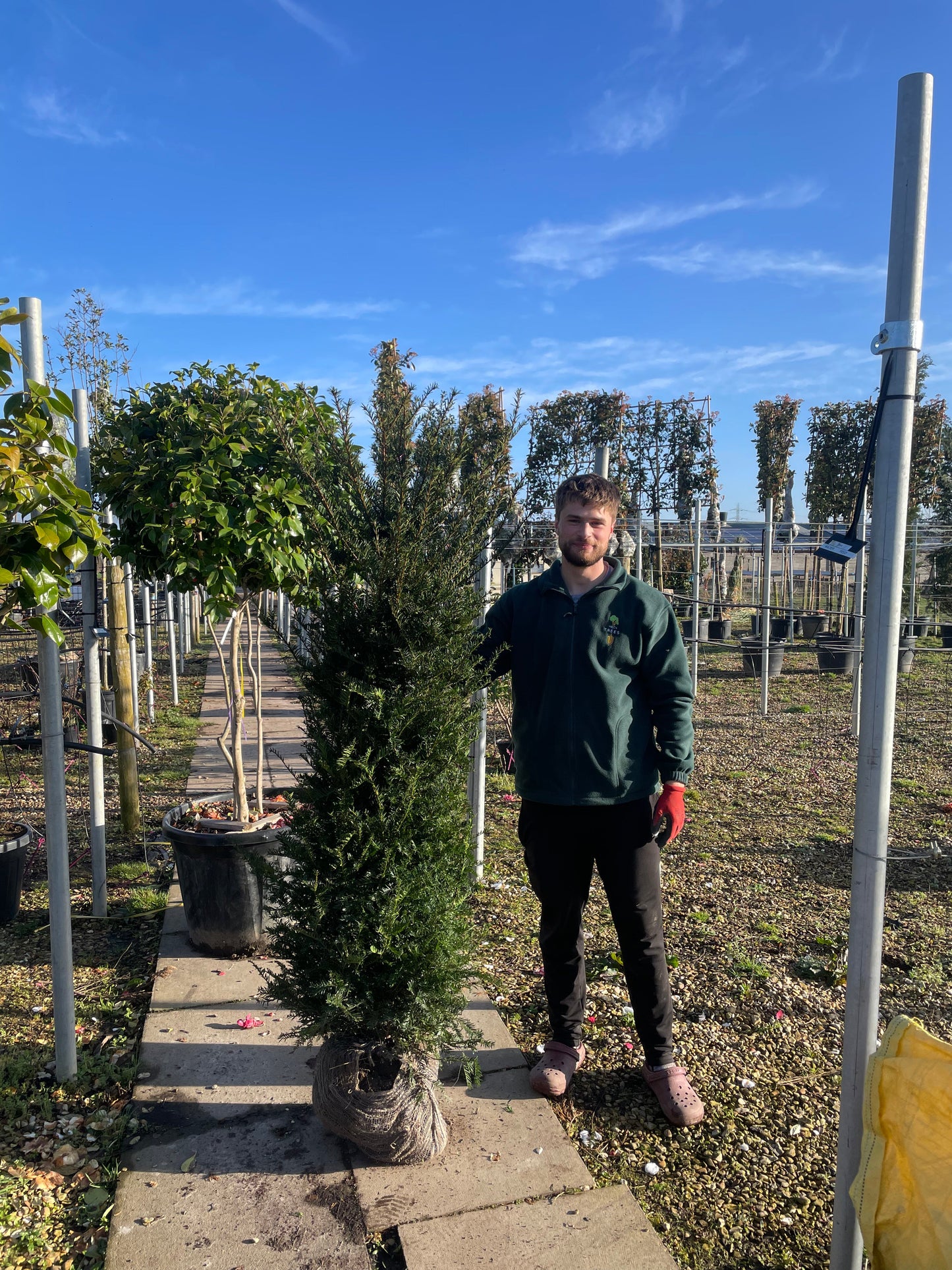 English Yew (Taxus baccata) - Hedging