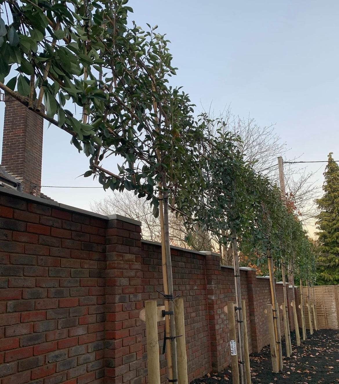 Red Robin - Pleached (180-200cm clear stem)