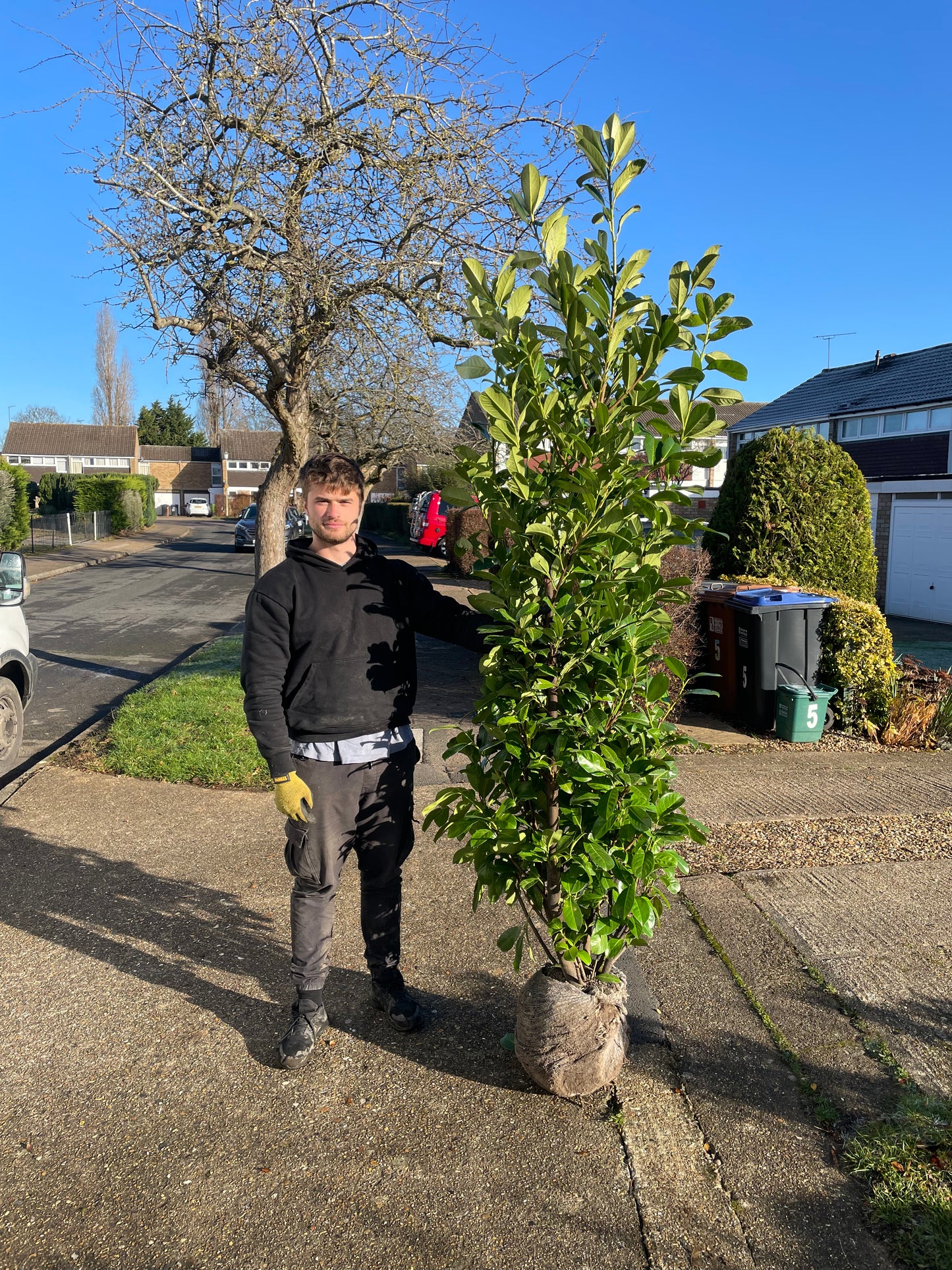Prunus laurocerasus 'Rotundifolia' (English Cherry Laurel) -  Rootball Hedging