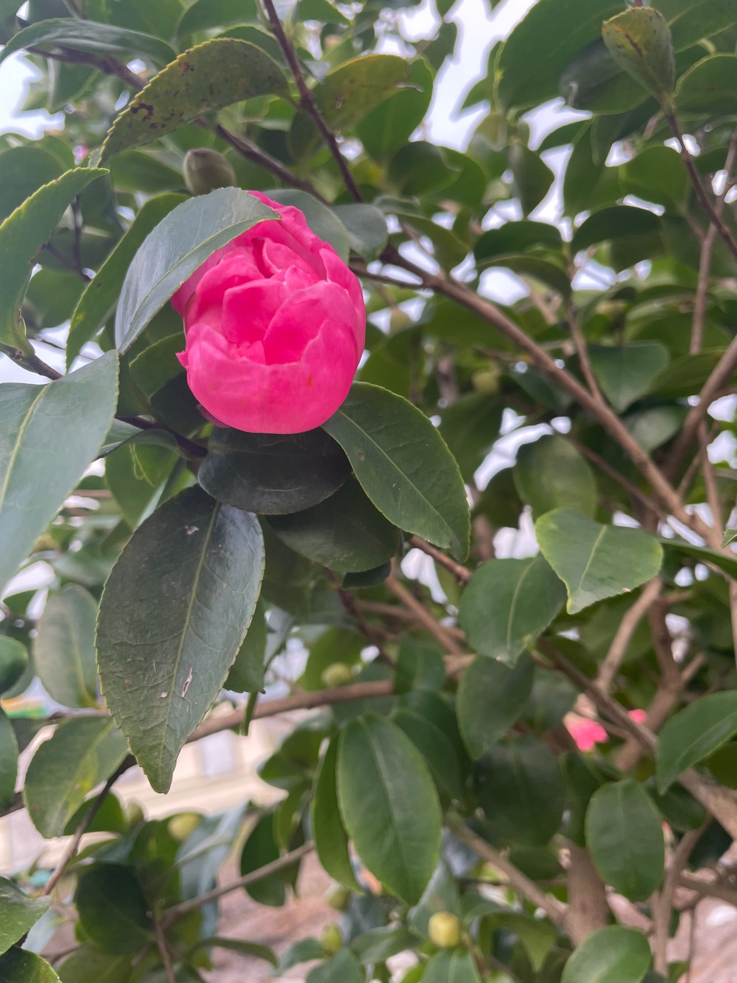 Camellia japonica 'Pink Flowers'  1/2 Standard trees