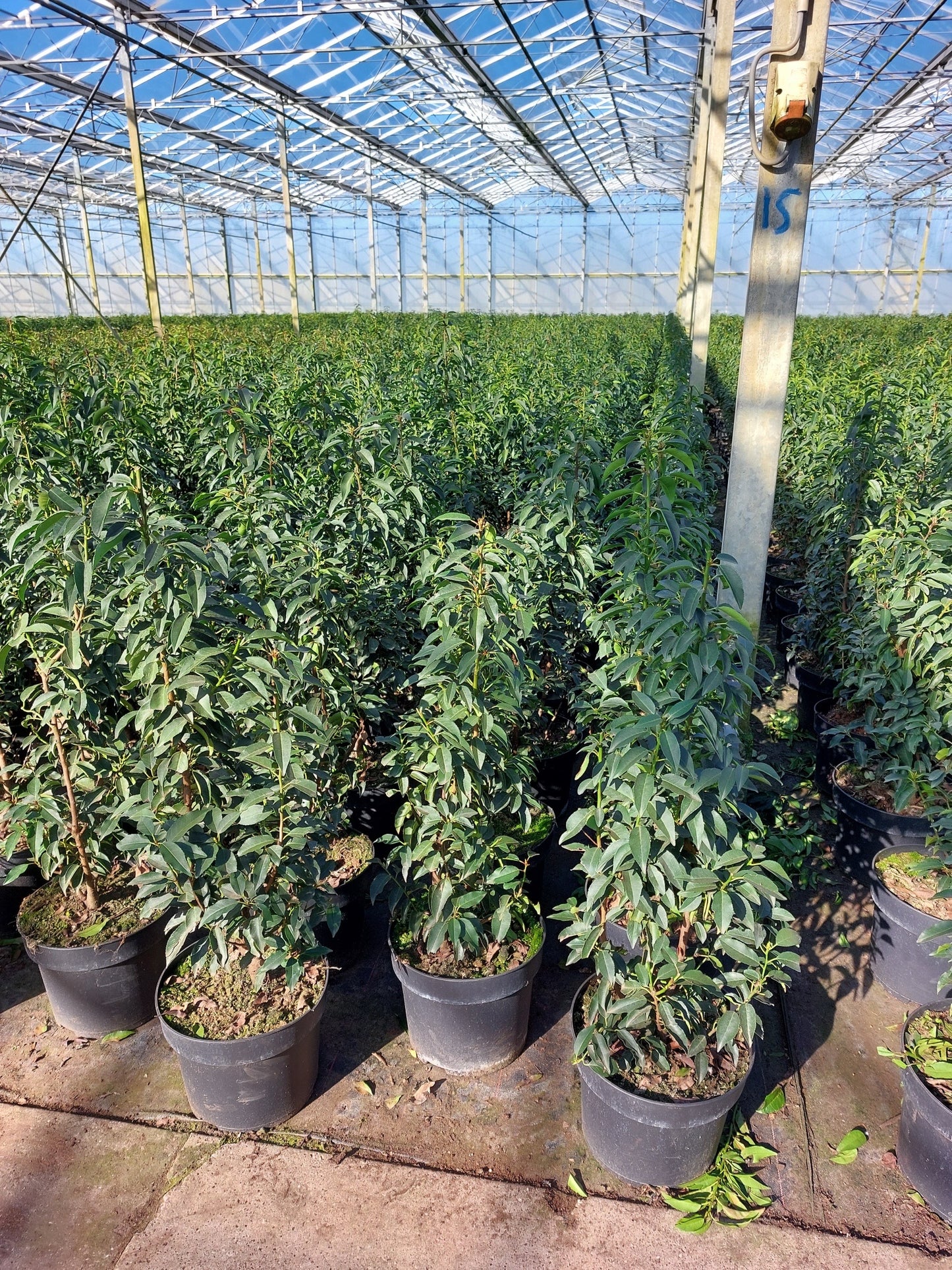 Prunus lusitanica (Portuguese Laurel) - Rootball Hedging