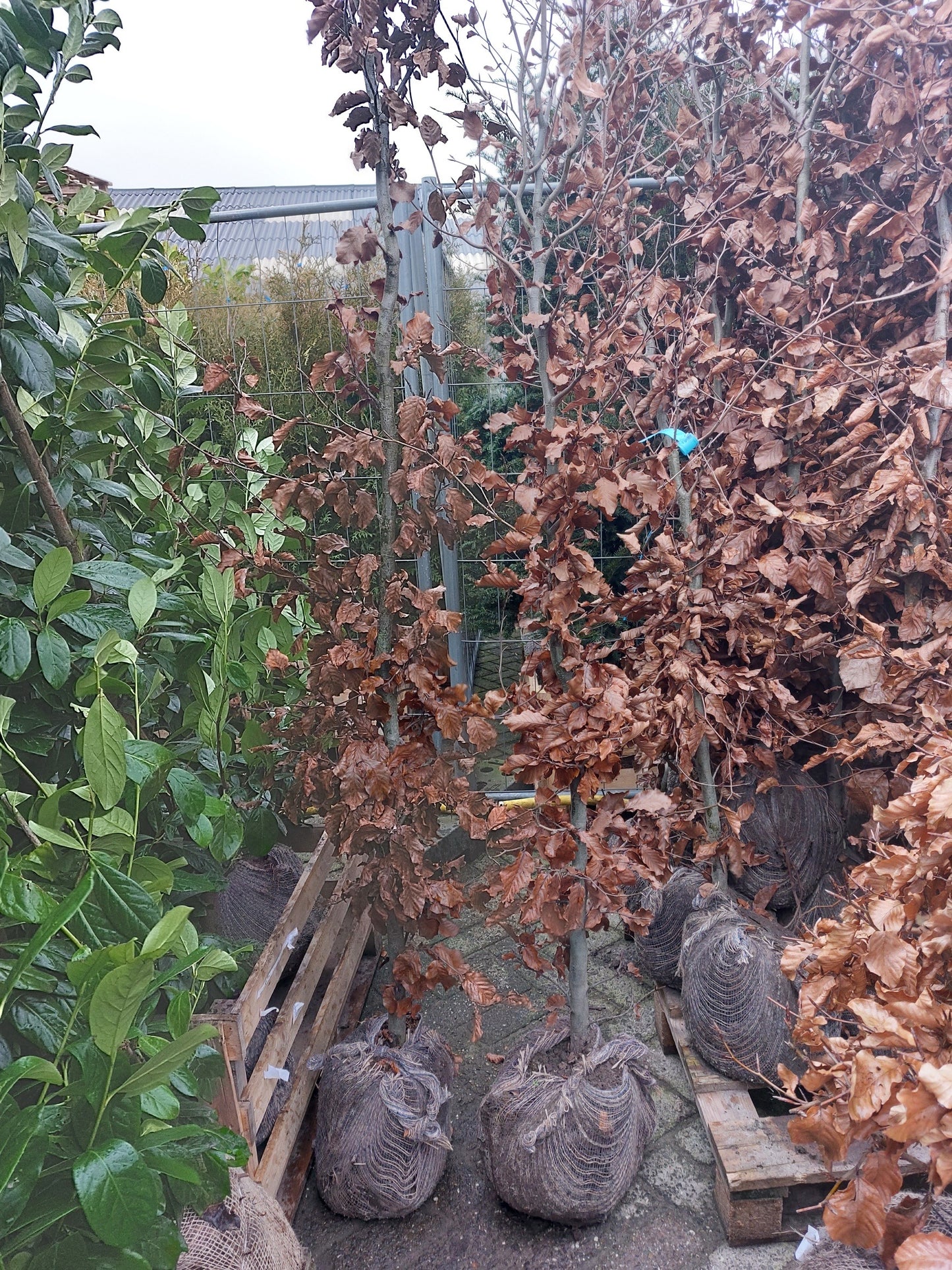 European Beech (Fagus sylvatica) - Container hedging
