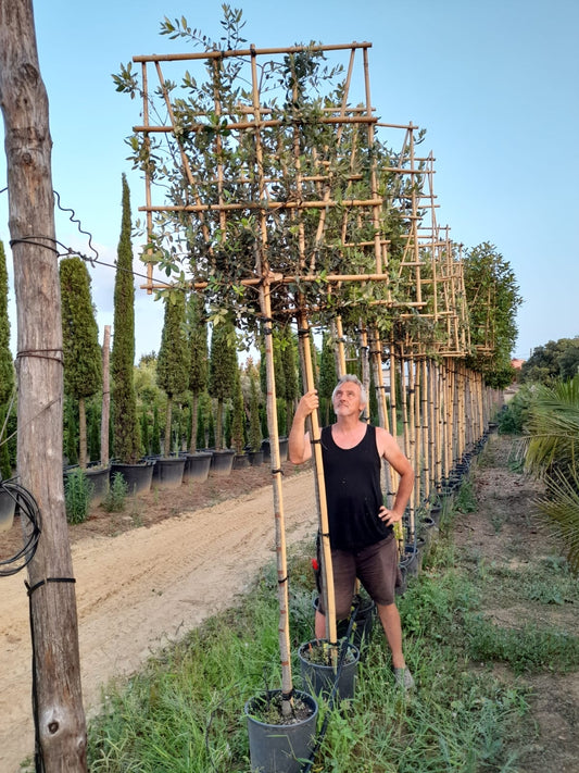 Quercus ilex - Pleached