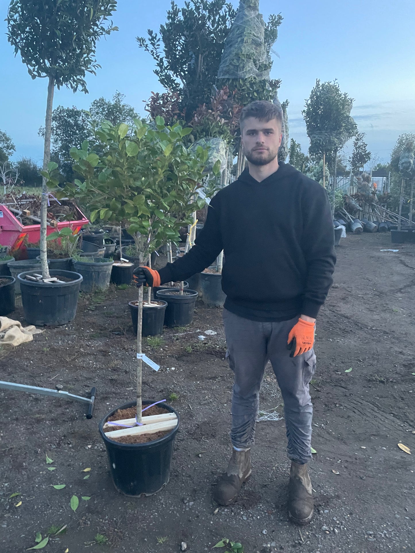 Camellia japonica 'snowball' 1/2 Standard trees