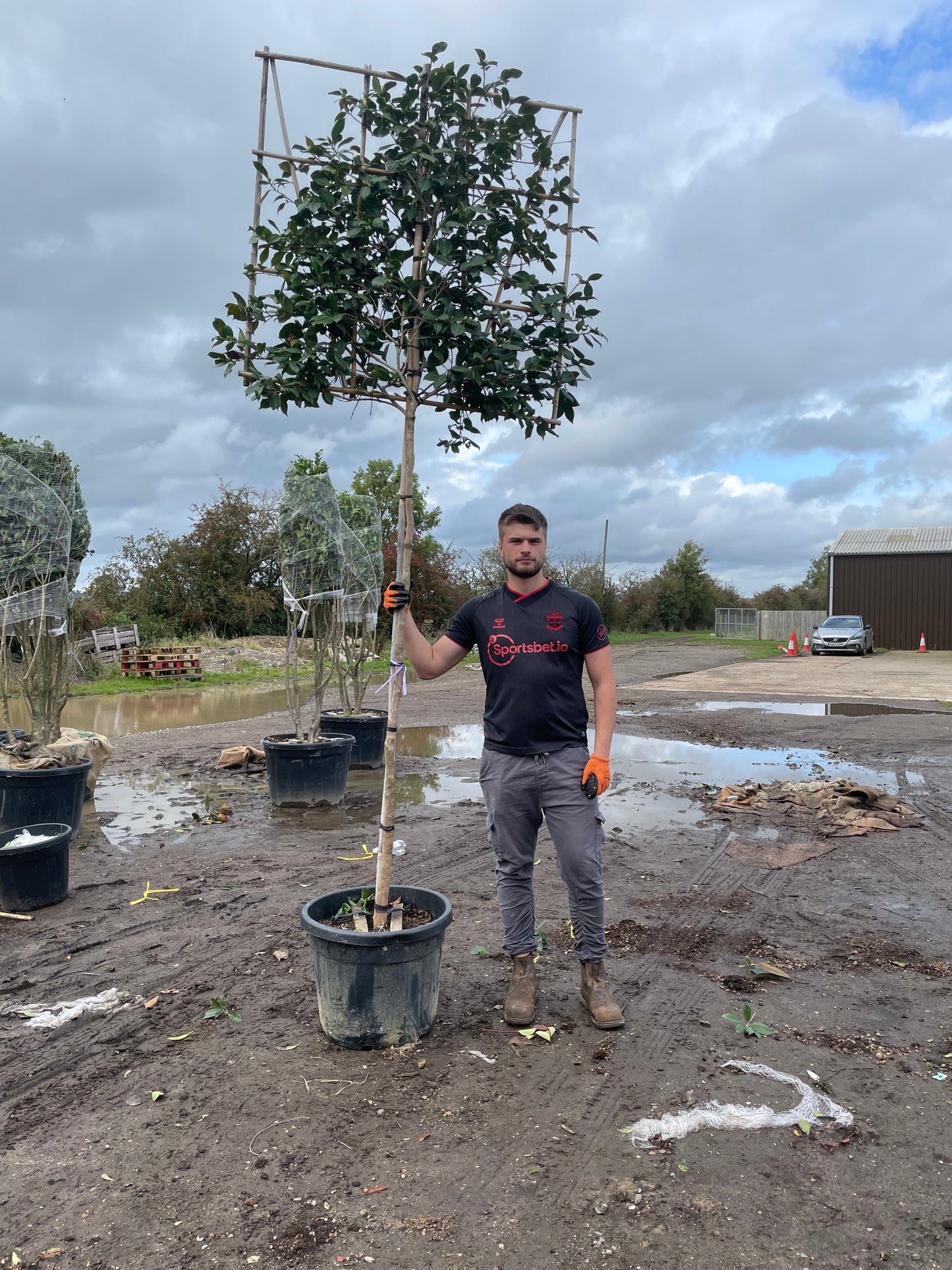 Ilex Nellie R stevens - Pleached