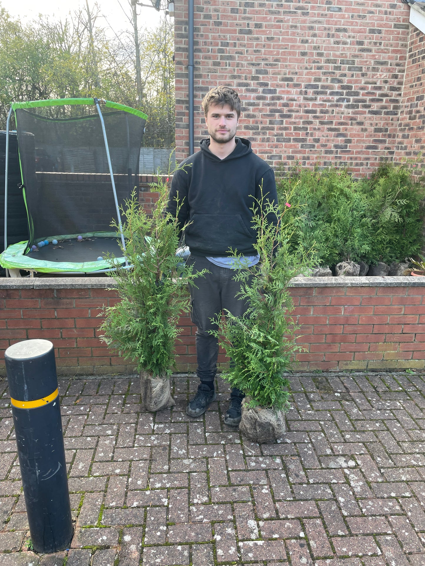Thuja occidentalis 'Brabant' - Container