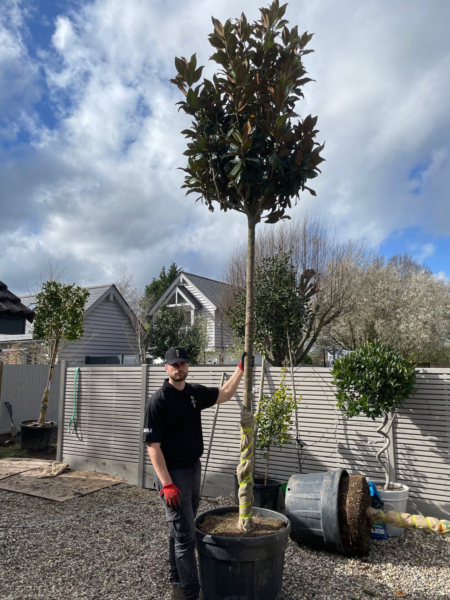 Magnolia Grandiflora - Standard Trees (180-200cm clear stem)