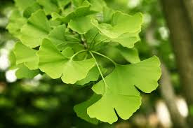 Ginkgo biloba 'Maidenhair Tree'