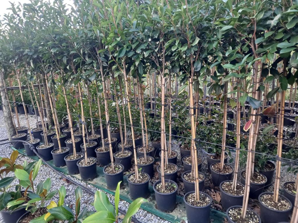 Red Robin - 3/4 standard trees (140-160cm clear stem)