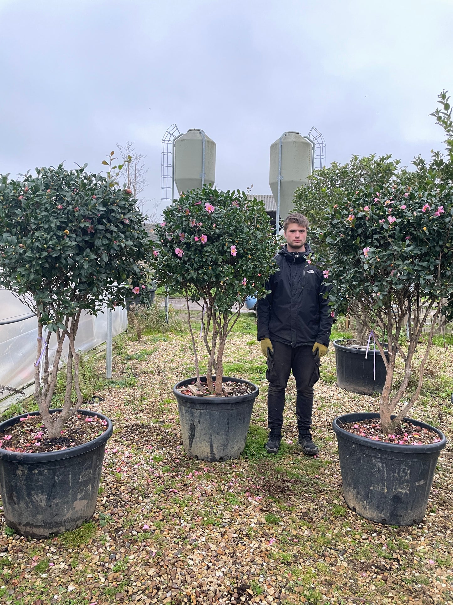 Camellia Sasanqua 'Cleopatra' multistem