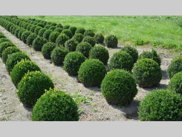 Buxus sempervirens 'Box Ball" - Rootball