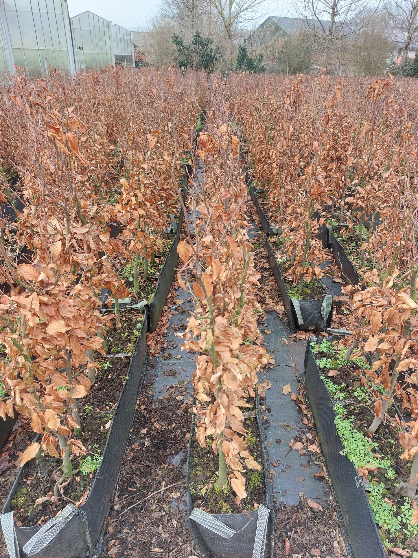 European Beech (Fagus sylvatica) - Container hedging