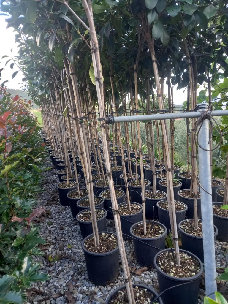 Red Robin - 3/4 standard trees (140-160cm clear stem)