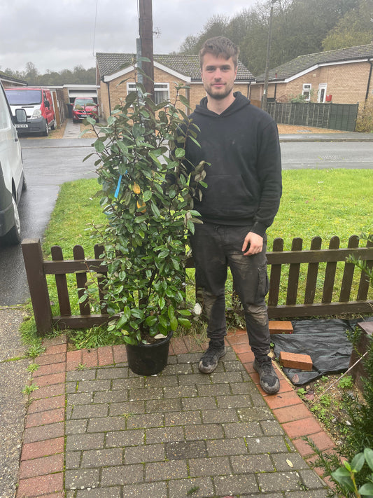 Eleagnus x Ebbingei Hedging