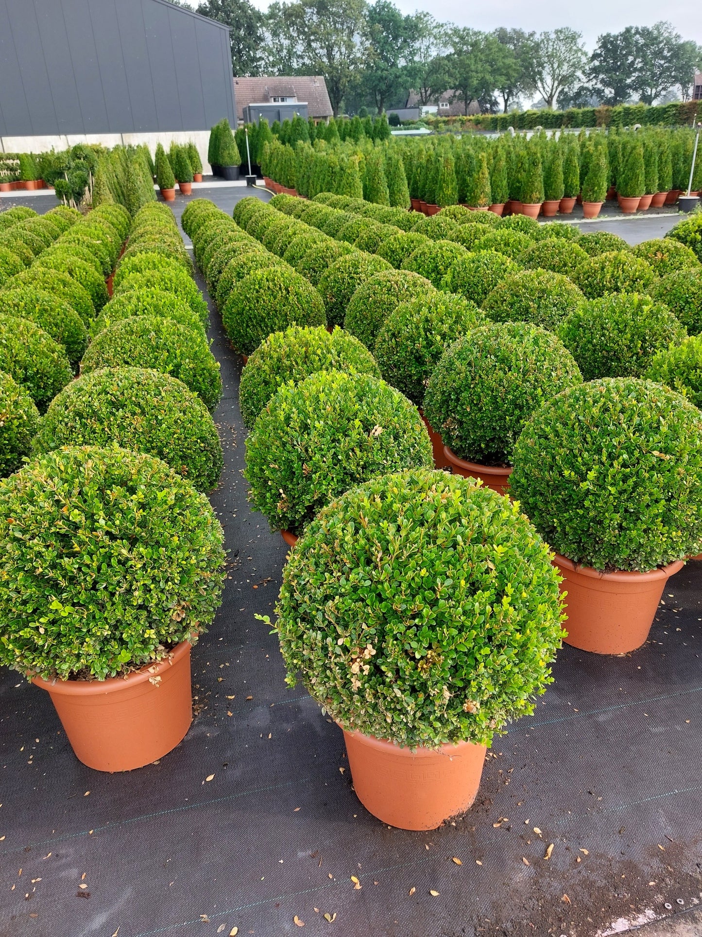 Buxus sempervirens 'Box Ball" - Rootball