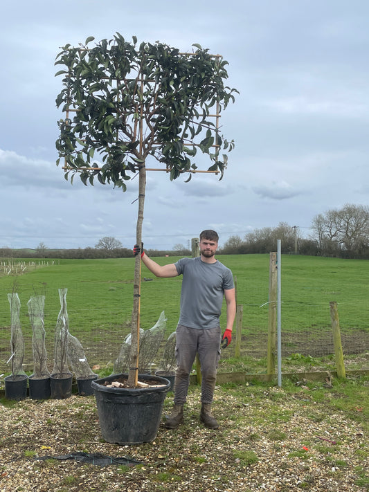 Viburnum Lucidum - Pleached (180-200cm clear stem)