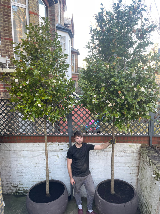 Camellia japonica 'snowball' Standard trees