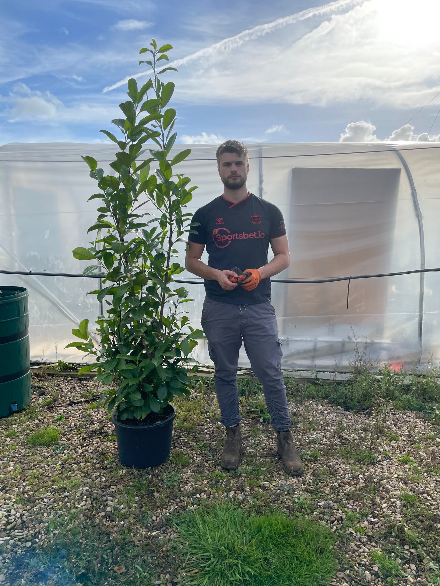 Prunus laurocerasus 'Rotundifolia' (English Cherry Laurel) -  Rootball Hedging