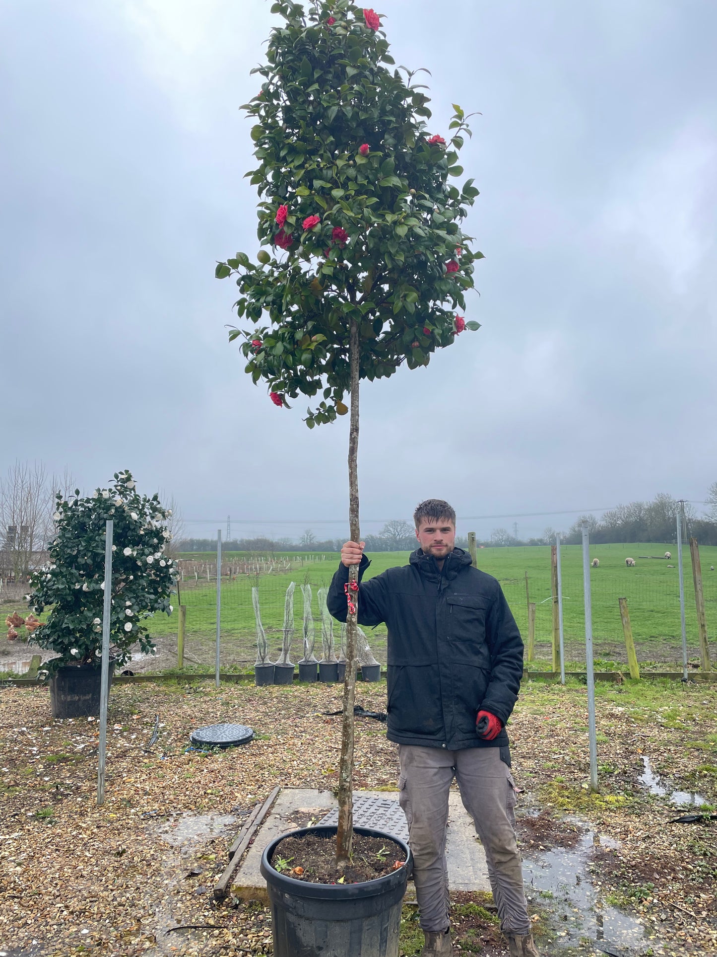Camellia japonica 'Te deum' standard trees (180-200cm clear stem)