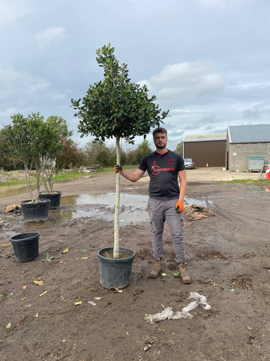 Ilex - Nellie R Stevens - 3/4 Standard Tree