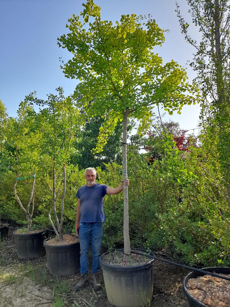 Ginkgo biloba 'Maidenhair Tree'