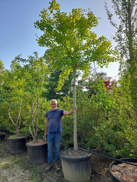 Ginkgo biloba 'Maidenhair Tree' (180-190cm clear stem)