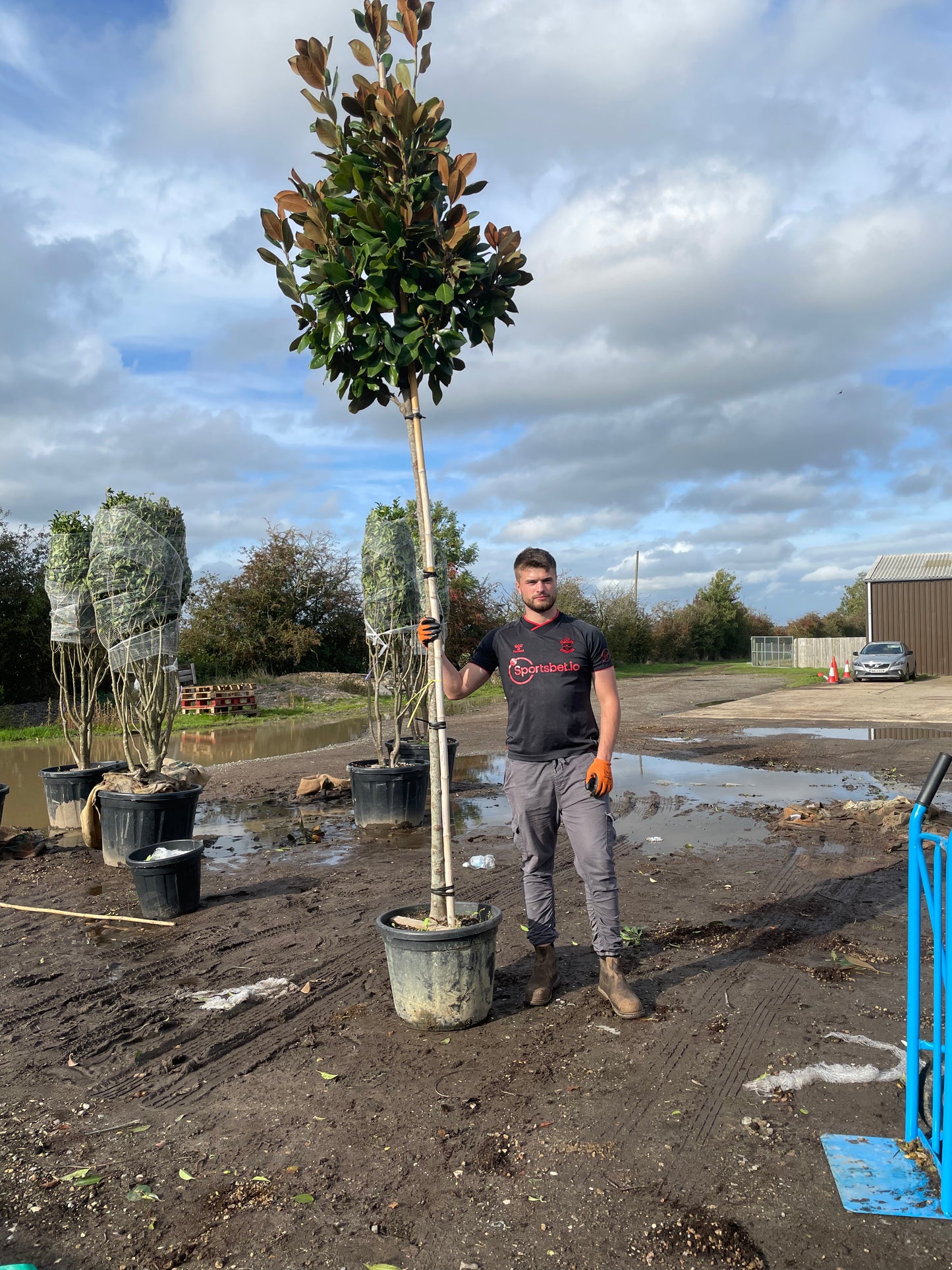 Magnolia Grandiflora - Standard Trees (180-200cm clear stem)