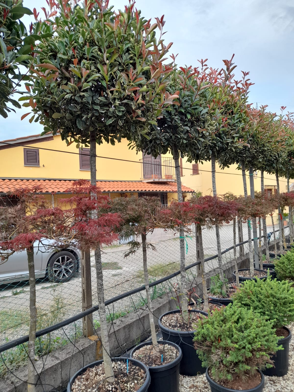 Red Robin (variegated) - Full Standard Trees - Lollipop head
