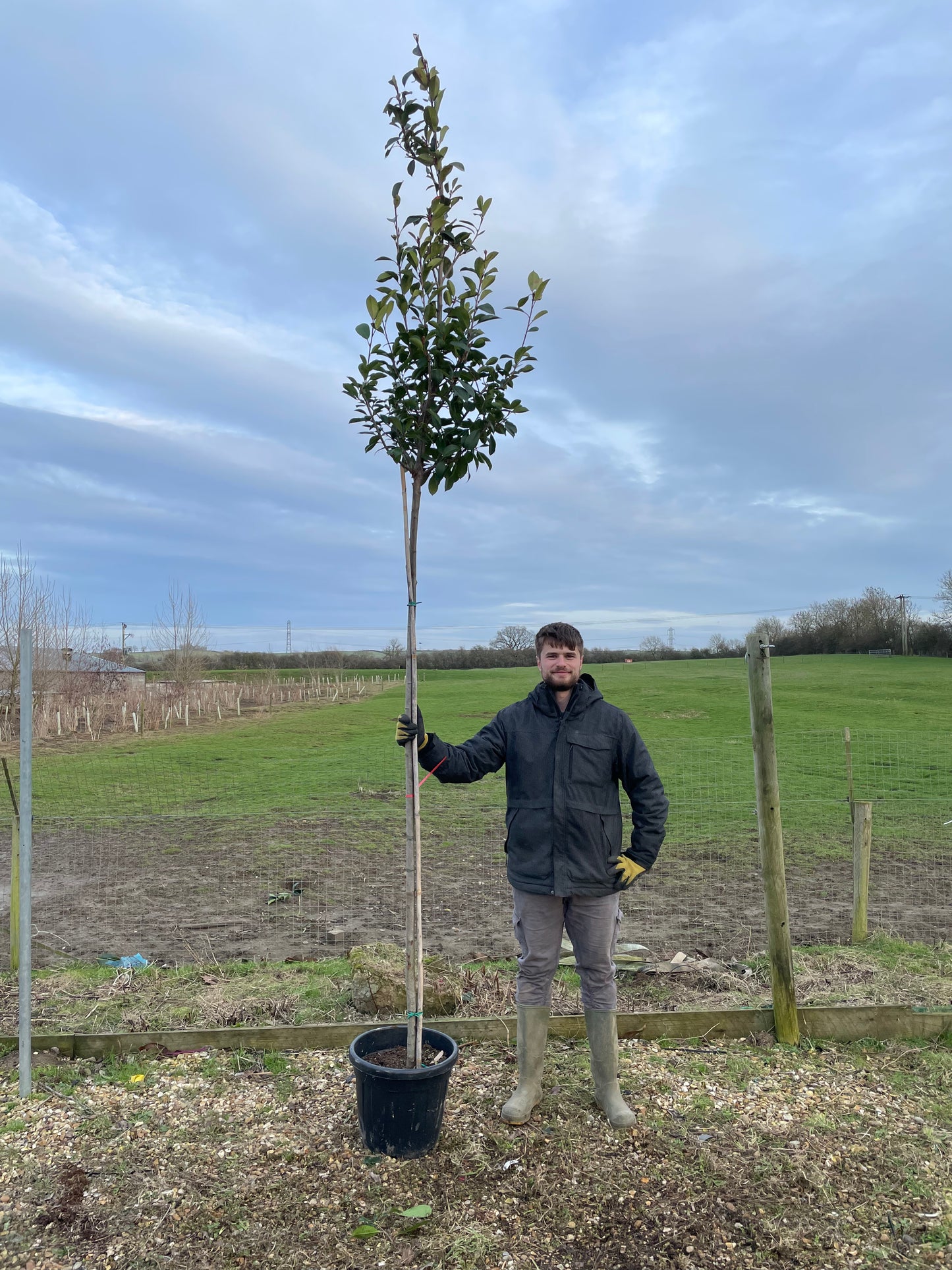 Red Robin - Standard Trees (180-200cm clear stem)