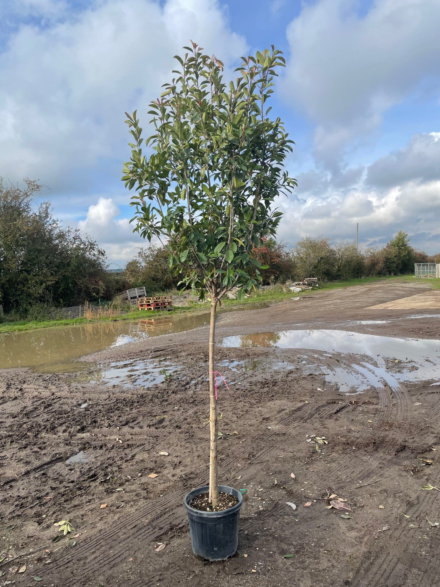 Red Robin - 3/4 standard trees (140-160cm clear stem)