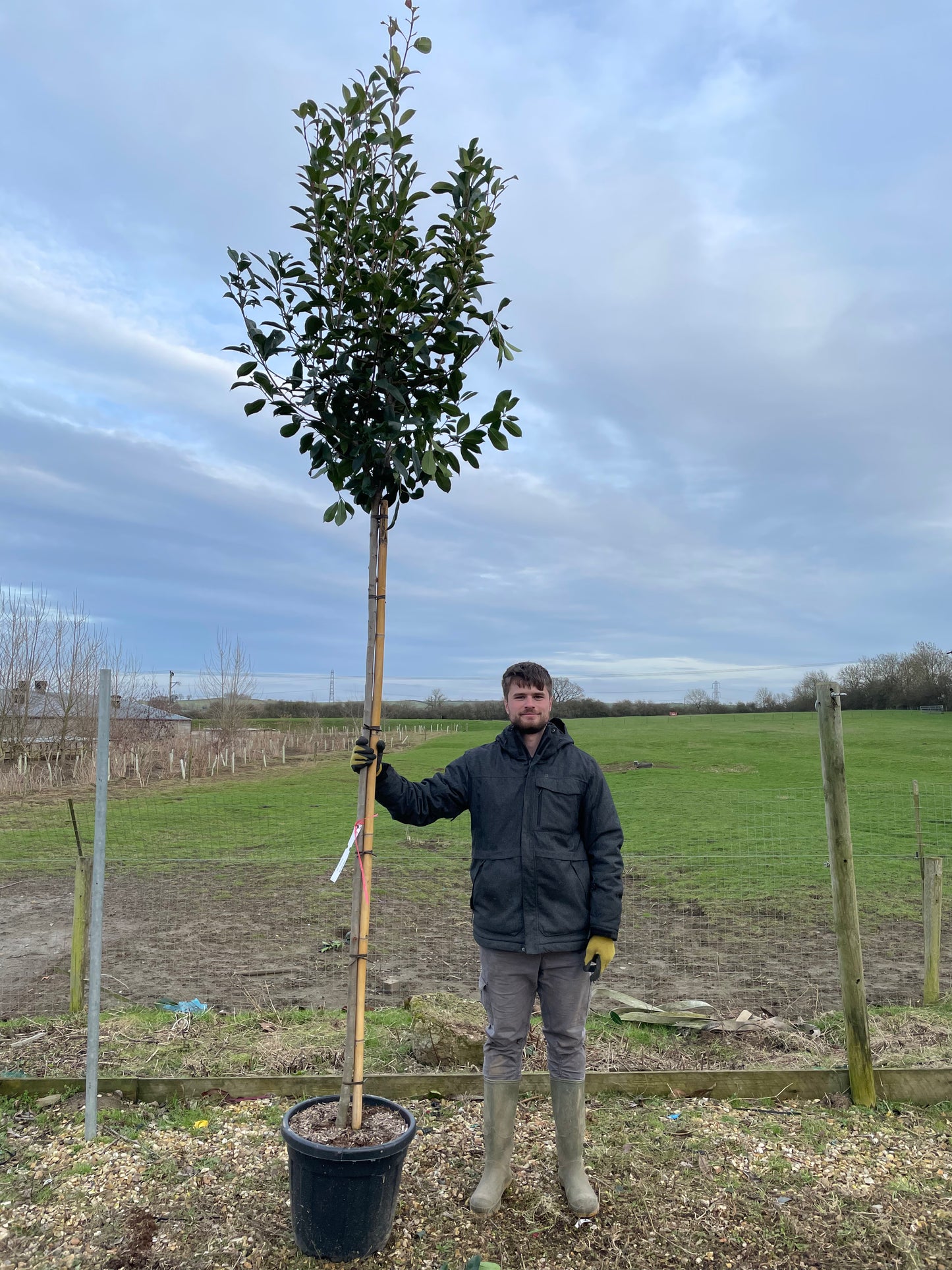 Red Robin - Standard Trees (180-200cm clear stem)