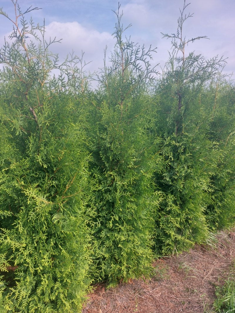 Thuja occidentalis 'Brabant' - Container