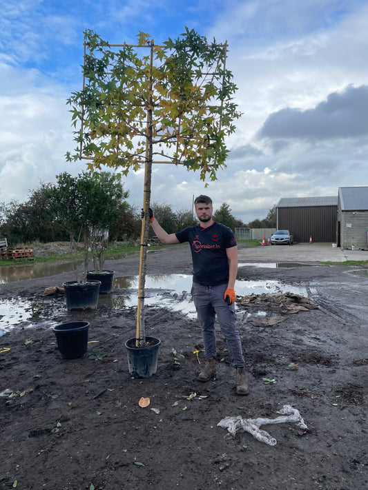 Liquidambar styraciflua - Pleached