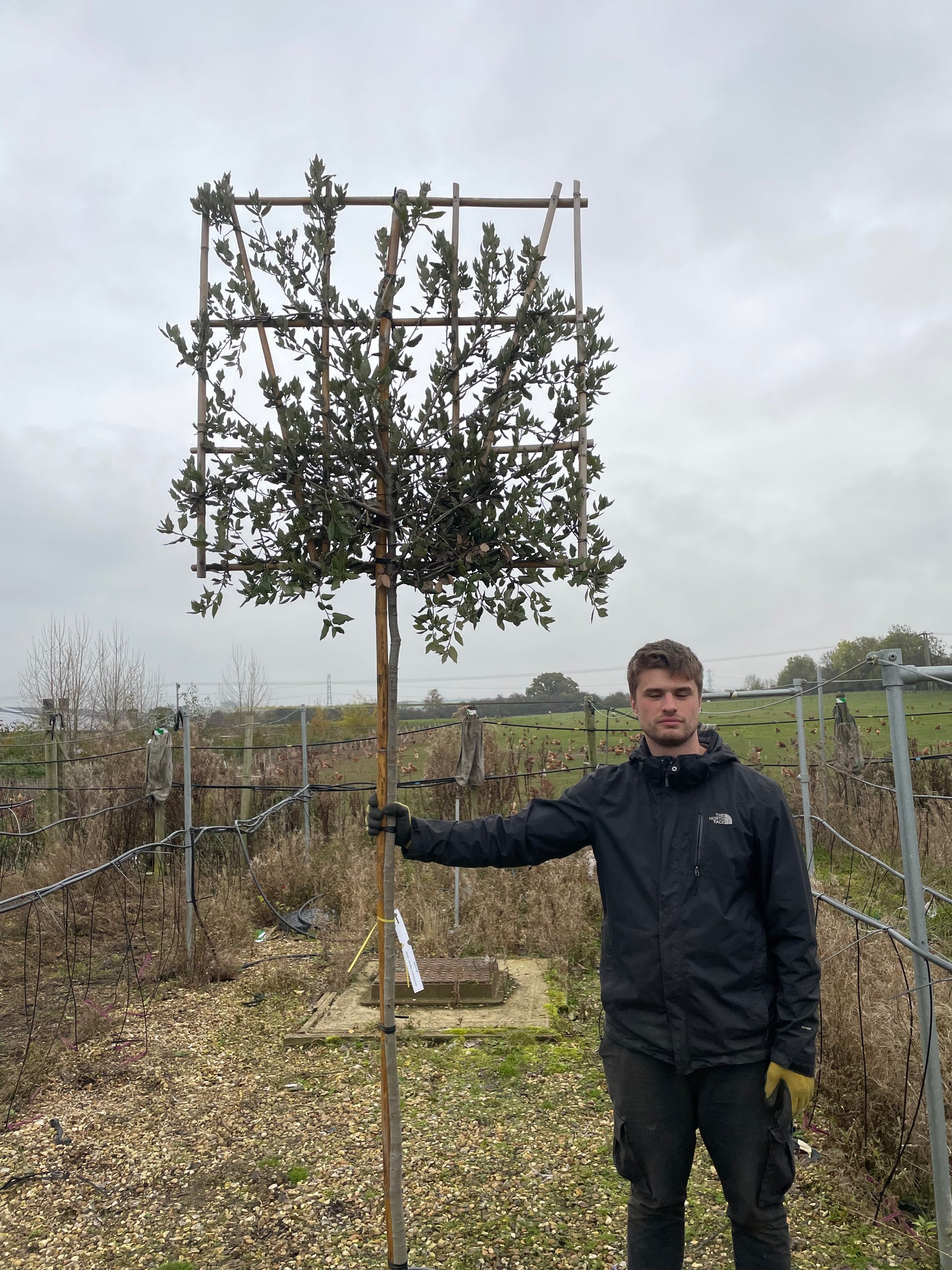 Quercus ilex - Pleached