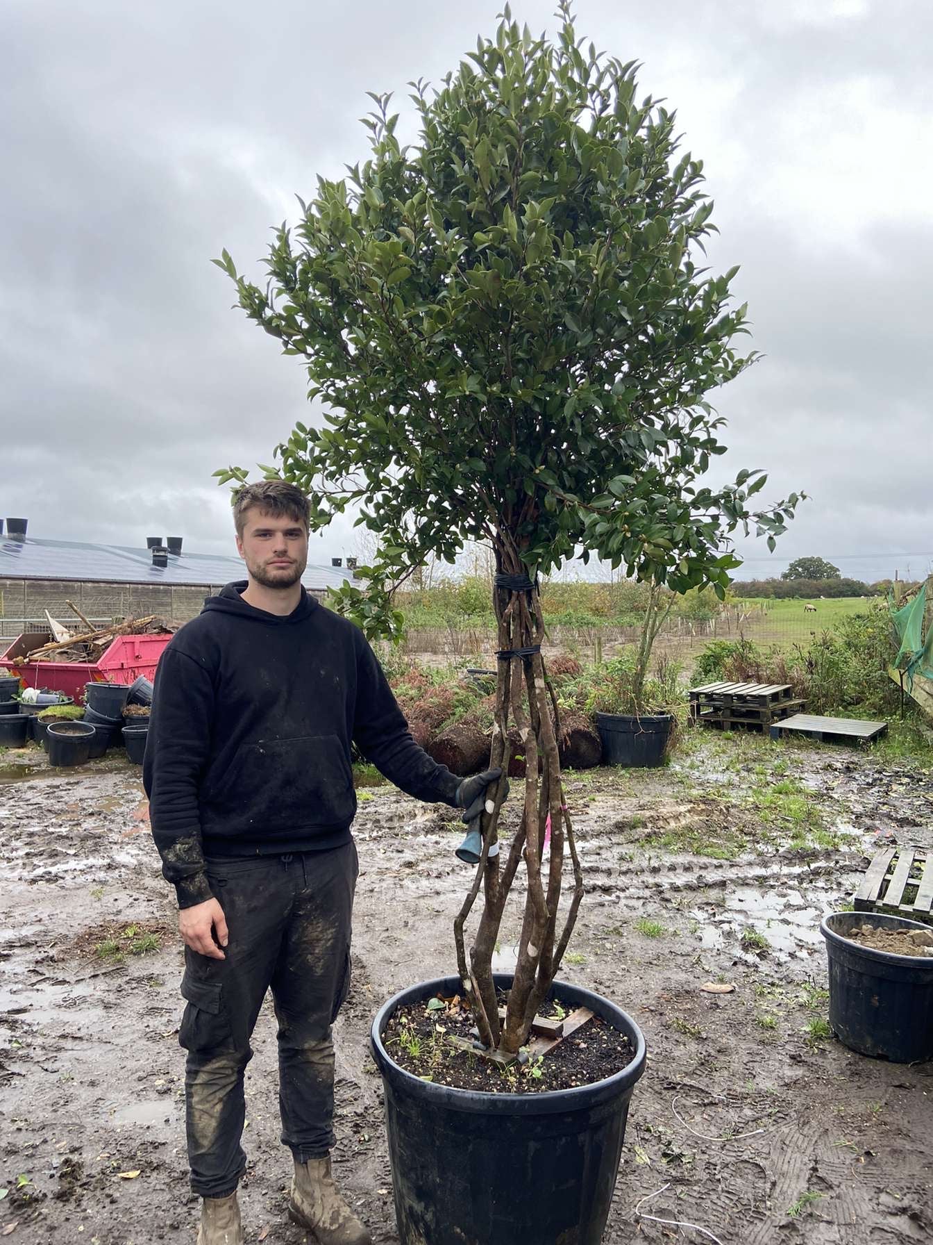 Camellia sasanqua Kanjiro - Multistem