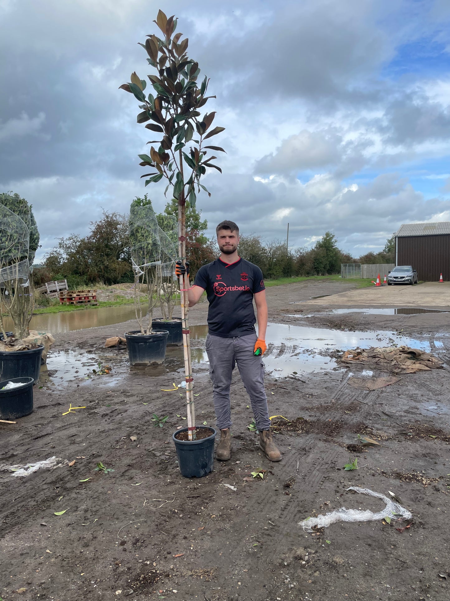 Magnolia Grandiflora - Standard Trees (180-200cm clear stem)
